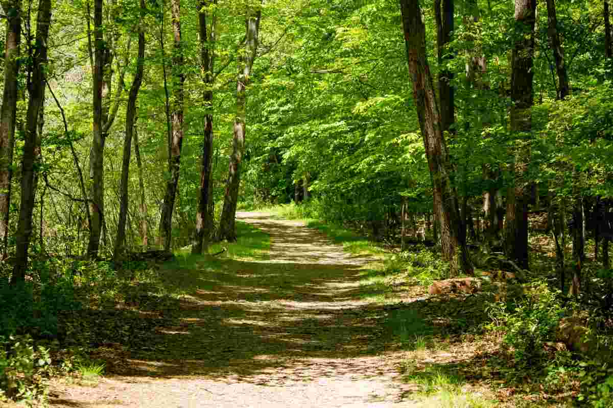 famiglia che vive nel bosco